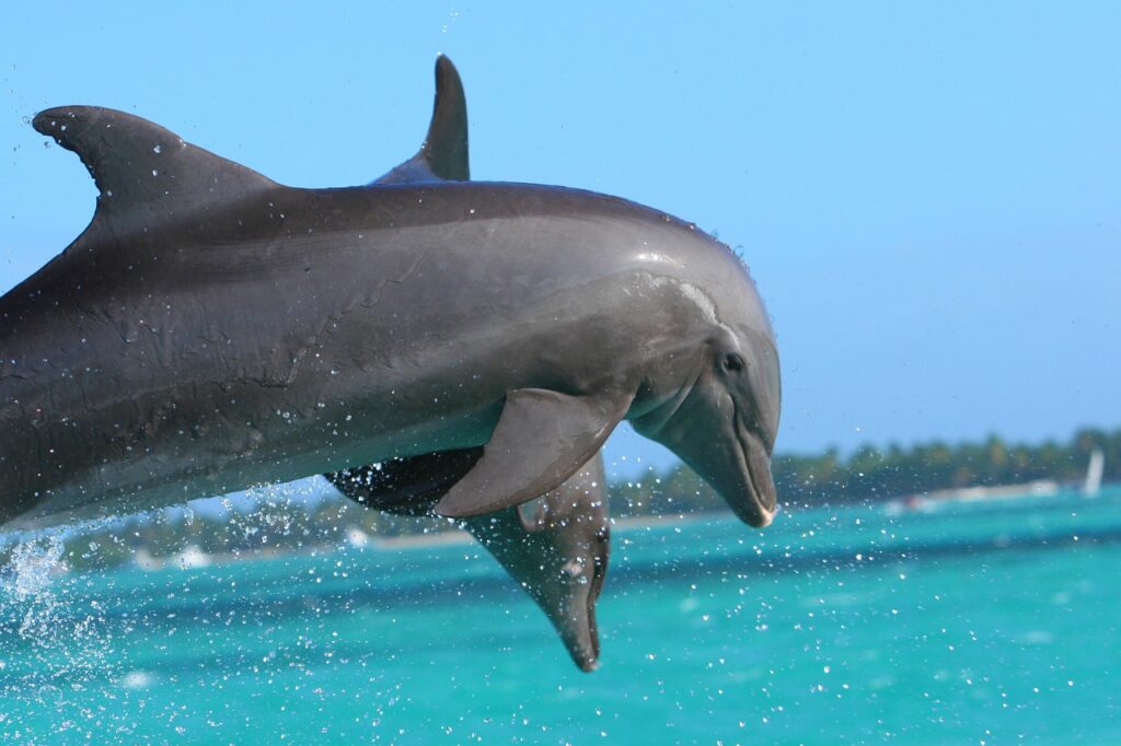 dolphin, punta cana, caribbean república Dominicana