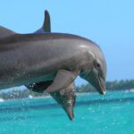 dolphin, punta cana, caribbean república Dominicana